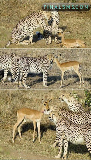 It seems the cheetahs r not hungry..they might have eaten the momma ...