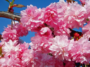 Crab Apple blossom Image