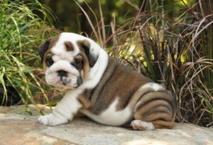 English Bulldog Puppy For Sale From Puppychase Kennels Zelda