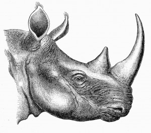 Under Threat The Black Rhino