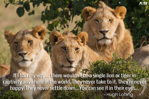 Lions In Love Quotes Read these quotes from some