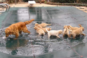 Puddle Play