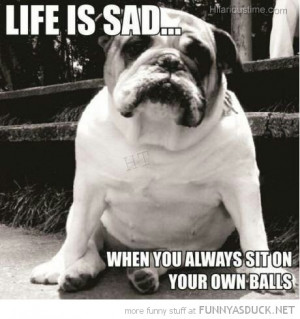 Sad-dog-with-funny-balls-quotes.jpg
