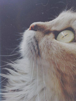 cat pretty hipster indie Grunge polaroid
