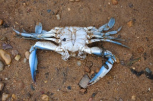 blue-crab on the sand.