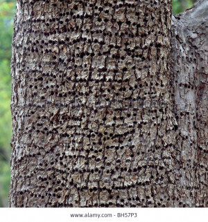 woodpecker-tree-damage-small-holes-drilled-in-pear-tree-trunk-and ...