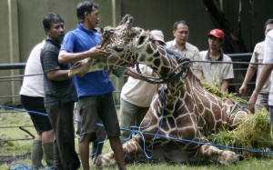 ... Zoo: animals kept in scandalous conditions at Indonesia's largest zoo