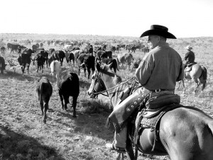 : Work Cattle, Country Westerns, Cattle Drive, Westerns Cattle, Ranch ...