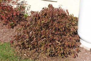 Cornus Red Twig Dogwood