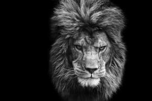 Stay Hungry Motivation Lion