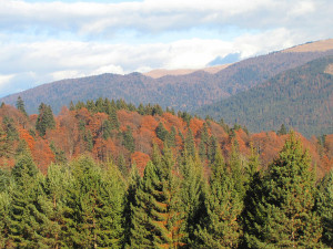 Natural Scene Tree Mountain...