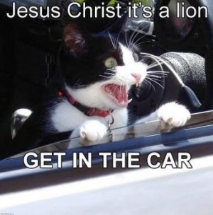 Cat Quote – Jesus Christ its a lion get in the car