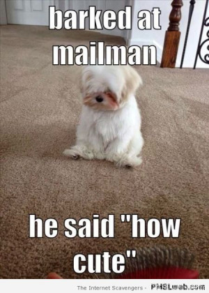 ... funny dog captions funny dog images funny dog pictures funny dogs