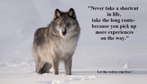 Inspirational Wolf Quotes Wolf family