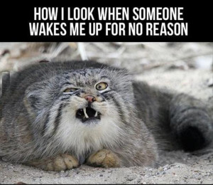 funny good morning pictures, lolcats