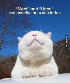 Silent Listening, Cat, Funny Image, God, Dogs, Angora Rabbit, Fun ...