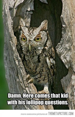 Funny photos funny owl lollipop questions