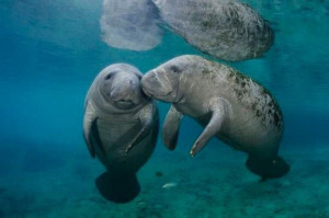 Manatee kisses