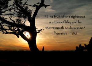... Of Life Of Proverbs 11 Photograph - Tree Of Life Of Proverbs 11