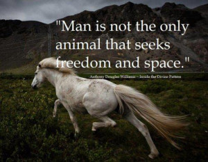 Animal quotes and animals lovers' quotes | Pinterest