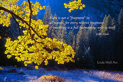 John Muir Quotes Featured Images - Autumn Oak Yosemite Poster Art by ...