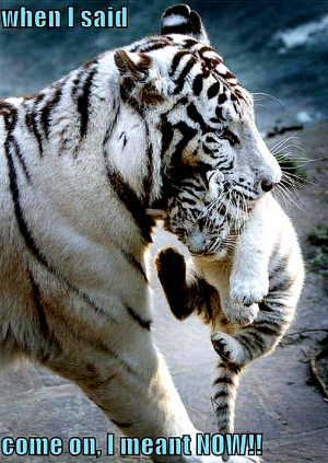 Animal Humor tiger funny