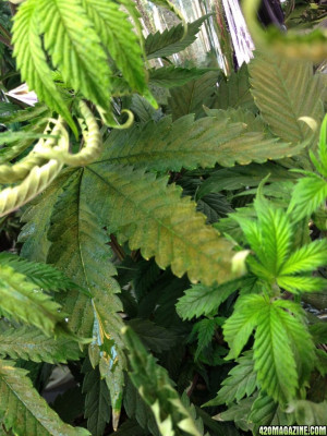 is severe marijuanas level of marijuana leaves curling leaves