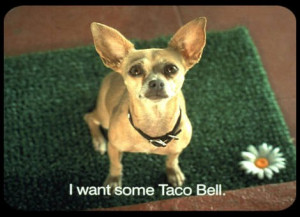 Taco Bell Dog Videos Video
