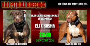 ... Red Nose TRI COLORED Pitbull Puppies! PLANNED BREEDING FOR SUMMER