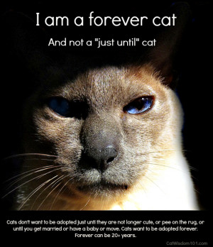 Forever cat-adoption-poster