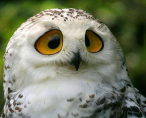 Owl Eyes
