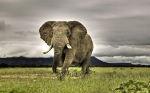 African Elephant. Africa Facts. View Original . [Updated on 10/9/2014 ...