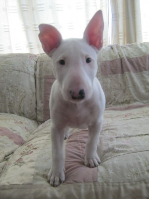 English Bull Terrier Puppies Sale