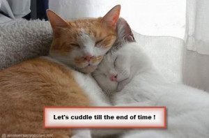 Related Pictures lets cuddle on a rainy day cute love quotes jpg