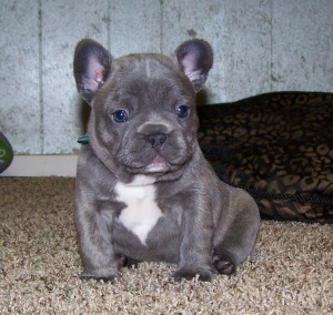 Tumblr Love Quotes French...