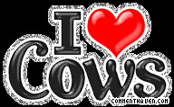 Love Cows picture for facebook