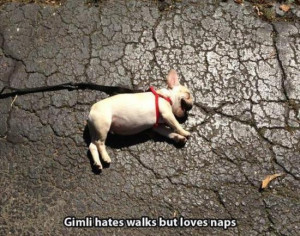 funny puppy walks and napping