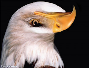 Funny Eagle Upside Down