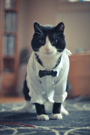 Tuxedo Cat
