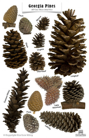 pine cone identification chart