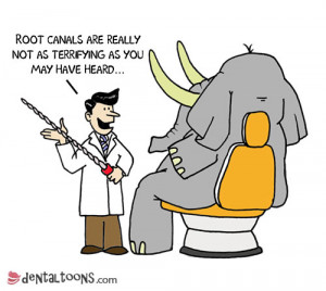 elephant root canal