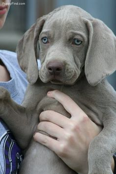 beautiful weimaraner puppy! More