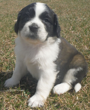 Mini St Bernard Puppies