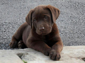 Chocolate Labs, Pets, Adorable, Dogs Lovers, Labs Puppies, Chocolates ...