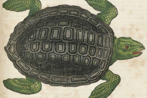 17 Excellent Animal Illustrations from a 16th Century Book