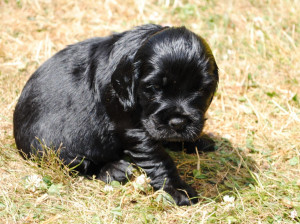 Cocker Spaniel Puppies For