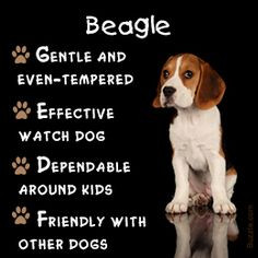 ... Beagles Animal, Dogs Art, Art Prints, Beagles Art, Beagles Portraits