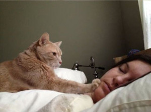 Cat’s Guide to Waking People Up (4 pics)