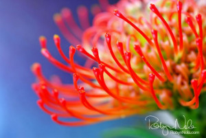 Protea Pincushion Flower by Robyn Nola