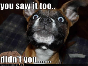 Funny Dog picture with caption You saw it too